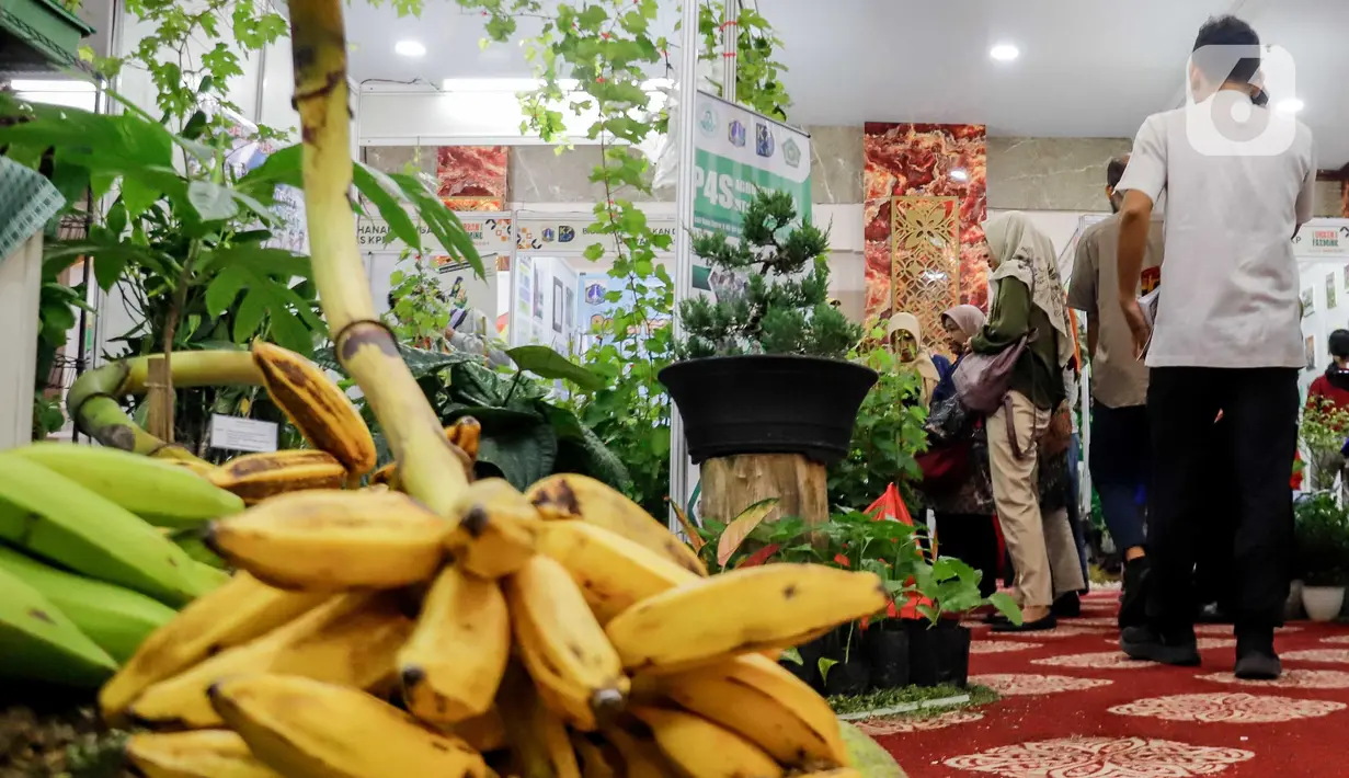 Meski, Jakarta merupakan kota dengan keterbatasan lahan, namun urban farming atau pertanian perkotaan bisa menjadi solusi nyata untuk ketahanan pangan. (Liputan6.com/Herman Zakharia)
