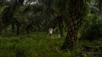 Seorang pekerja membawa cangkang sawit di sebuah perkebunan sawit di Sampoiniet, provinsi Aceh (7/3/2021). Kelapa sawit merupakan tanaman perkebunan yang memiliki produksi terbesar di Kabupaten Aceh. (AFP Photo/Chaideer Mahyuddin)