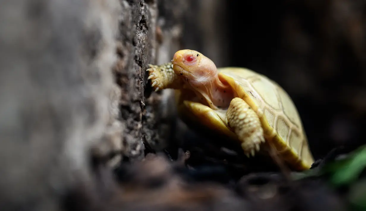Gambar pada 3 Juni 2022 menunjukkan bayi kura-kura raksasa Galapagos albino yang unik, lahir pada 1 Mei lalu, di Tropicarium of Servion, Swiss barat. Kelahirannya juga luar biasa karena kura-kura mengalami kesulitan bereproduksi karena ukurannya—mereka bisa mencapai hingga 200 kilogram (440 pon). (FABRICE COFFRINI/AFP)