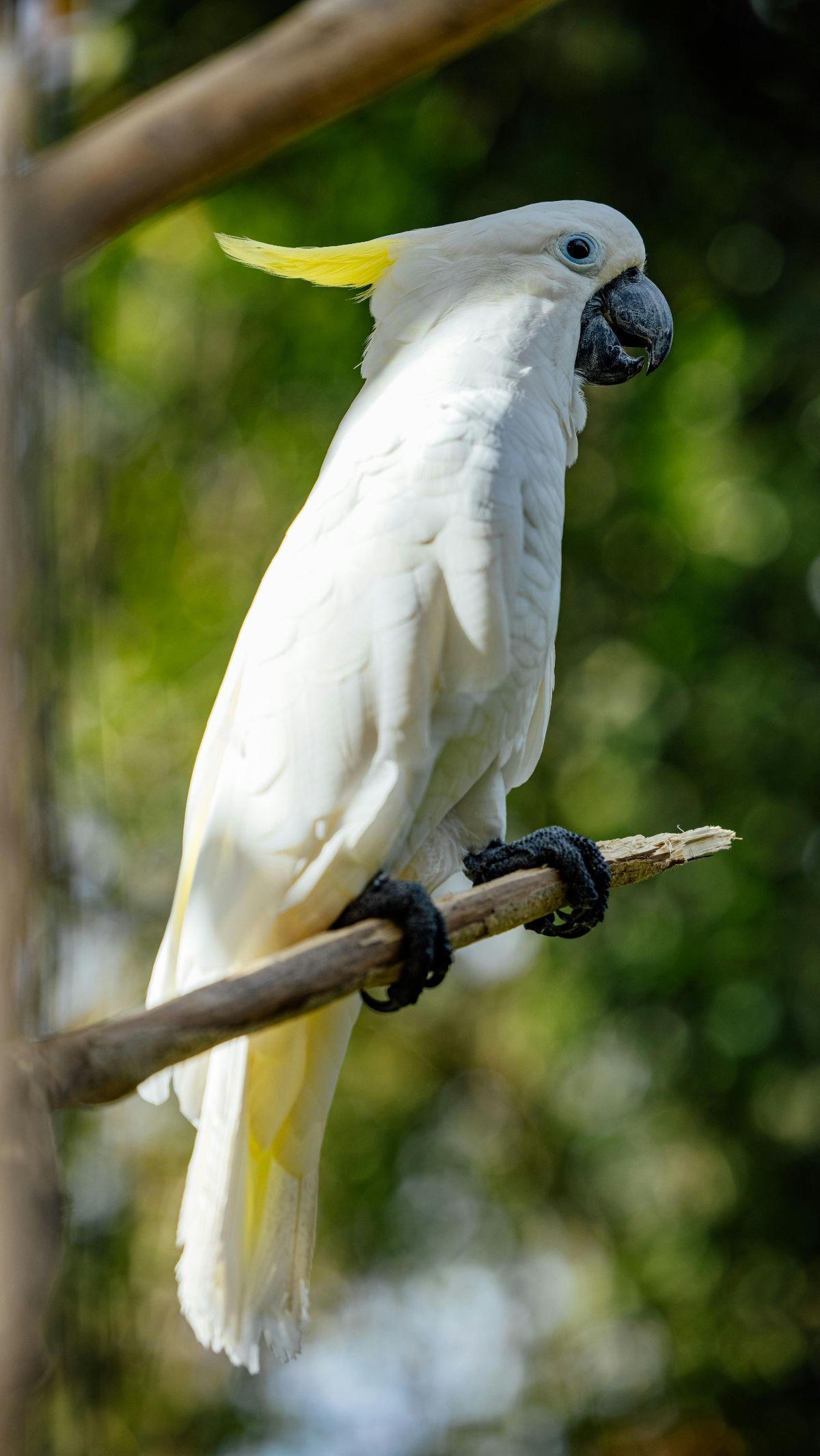 <b>Kakatua</b>