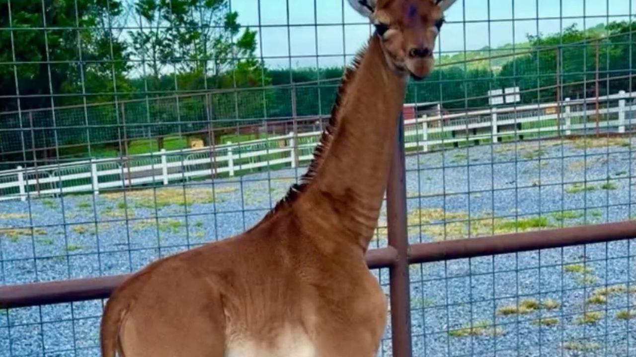 Sekitar tiga pekan yang lalu Kebun Binatang Bright di Johnson City, Tennessee, AS menyambut kehadiran anggota baru dari seekor induk jerapah yang melahirkan anaknya tanpa corak atau bintik-bintik di tubuhnya.