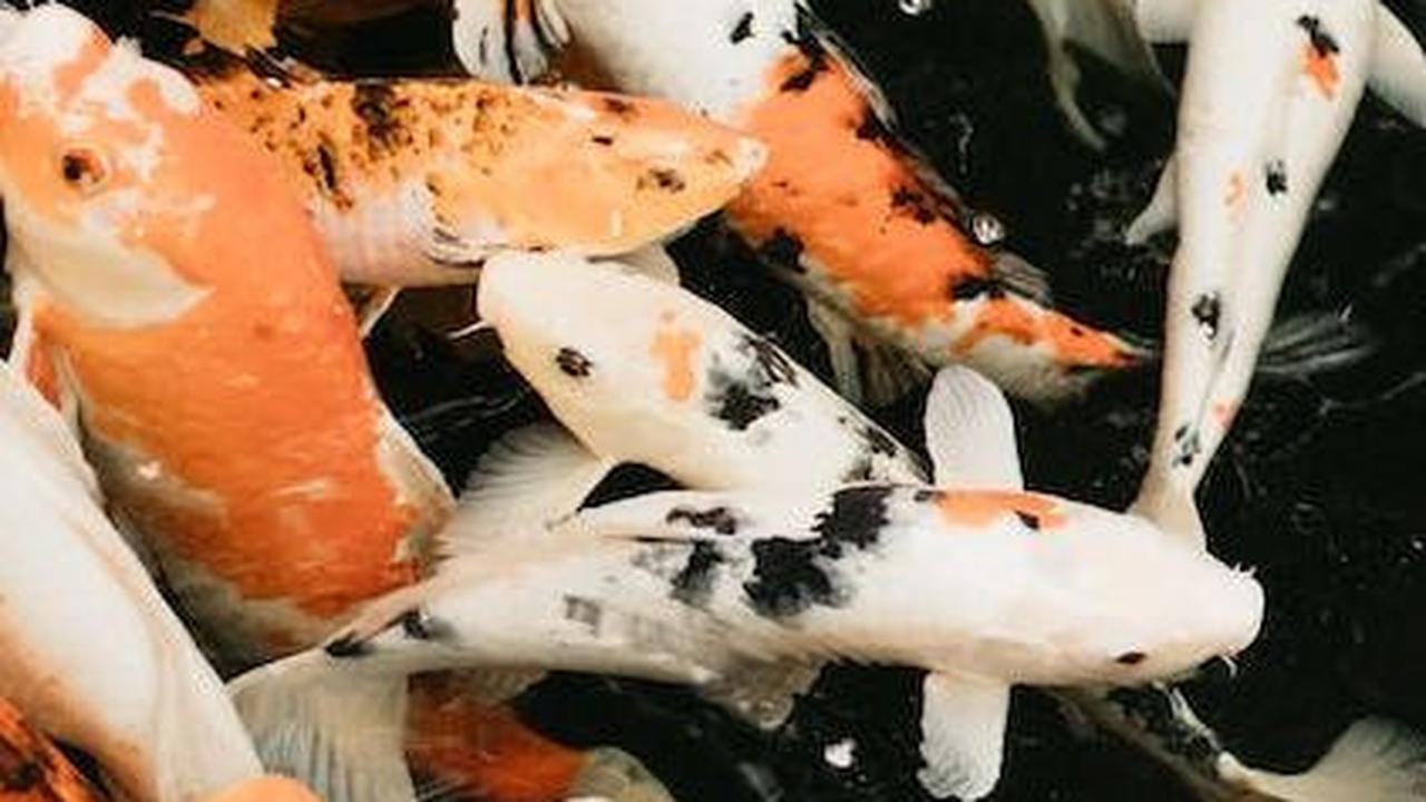 Apakah Ikan Mampu Melihat dalam Gelap? Ini Kata Ilmuwan