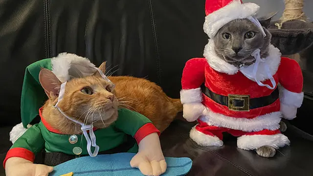 10 Potret Hewan Peliharaan saat Ikut Rayakan Natal Ini Bikin Geleng Kepala