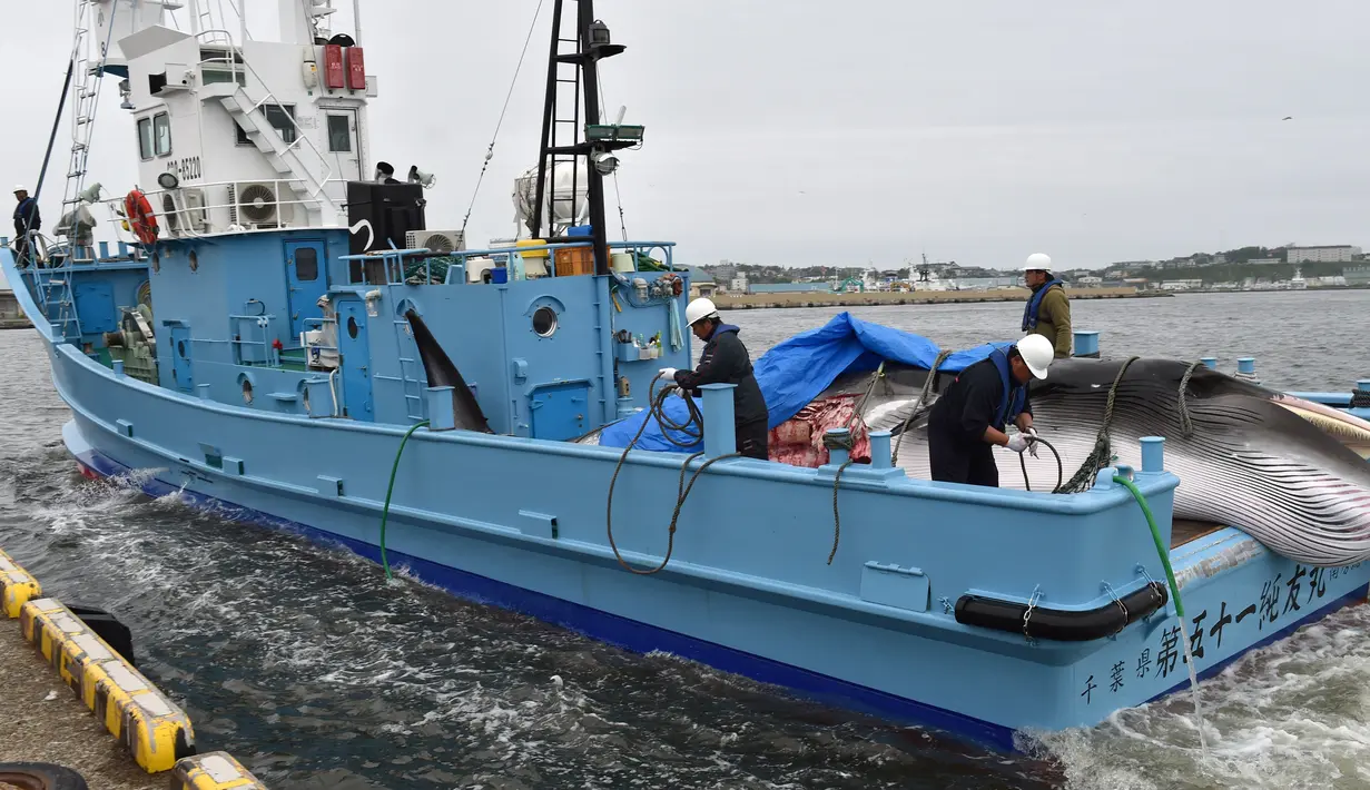 Paus Minke dibawa sebuah kapal di pelabuhan Kushiro, Prefektur Hokkaido, Jepang (1/7/2019). Jepang memulai kembali perburuan paus komersil pertama kalinya dalam 33 tahun, setelah menarik diri dari Komisi Penangkapan Paus Internasional (IWC). (AFP Photo/Kazuhiro Nogi)