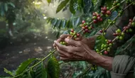 Cara Merawat Tanaman Kopi agar Tumbuh Subur dan Berbuah Lebat