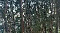 Rayakan Malam Tahun Baru di Ketinggian, Ini 5 Rekomendasi Gunung bagi Pendaki Pemula