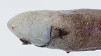 Faceless Cusk, ikan tanpa wajah yang ditemukan di perairan dalam Australia (CSIRO/Australian National Fish Collection) 