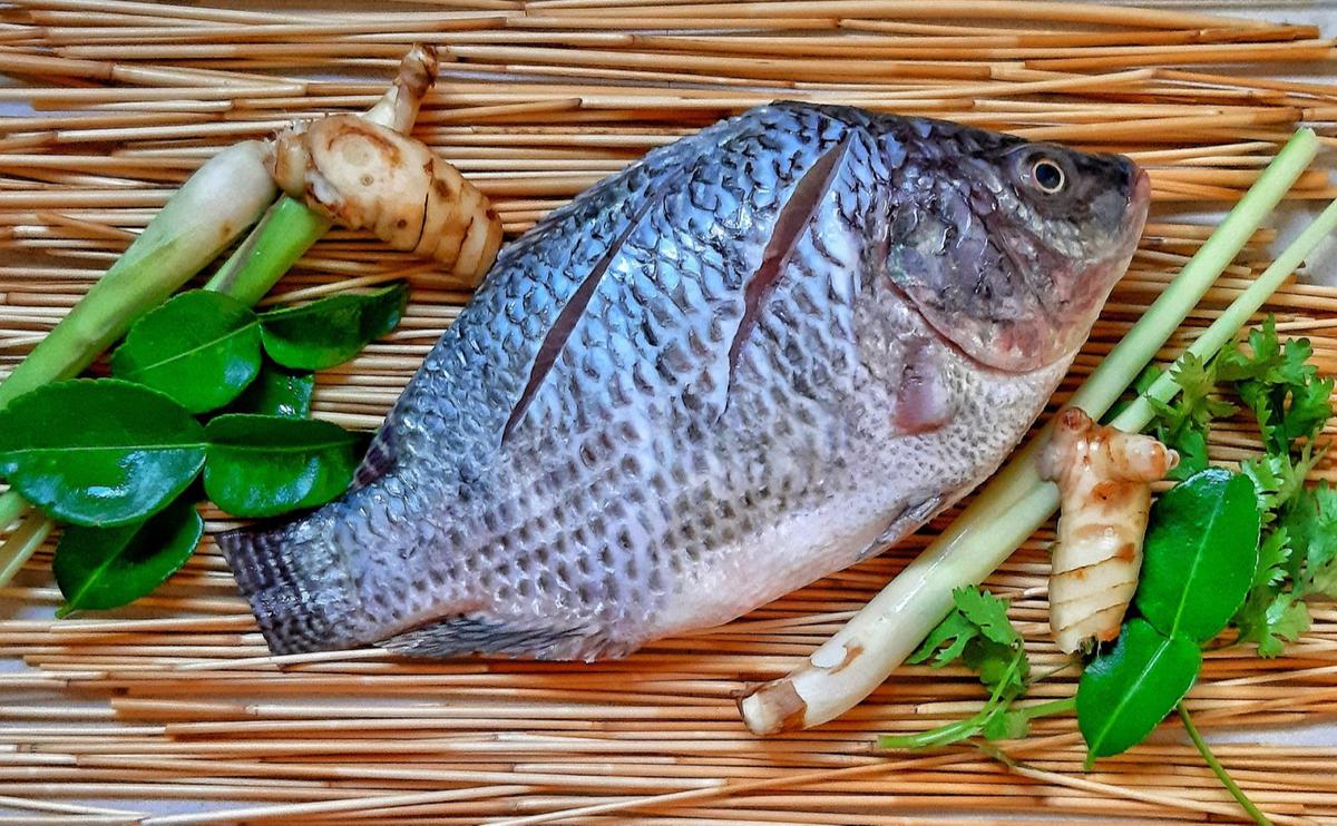 Ilustrasi ikan nila