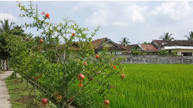 Pohon Buah yang Tidak Mengganggu Pertumbuhan Padi di Sawah (AI)
