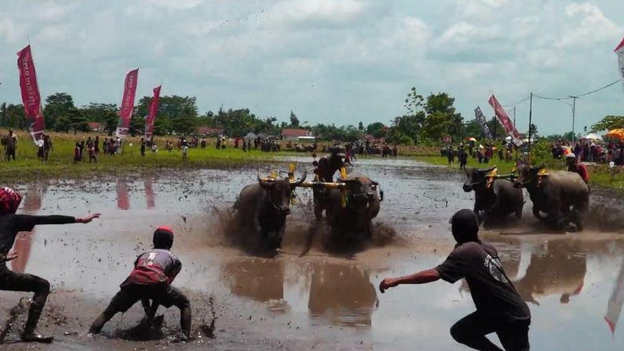 Keseruan balapan kerbau atau karapan kerbau di lahan pertanian Desa Dawuhan Wetan, Kecamatan Rowokangkung.<br>