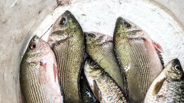 Ikan air tawar, ikan sepat