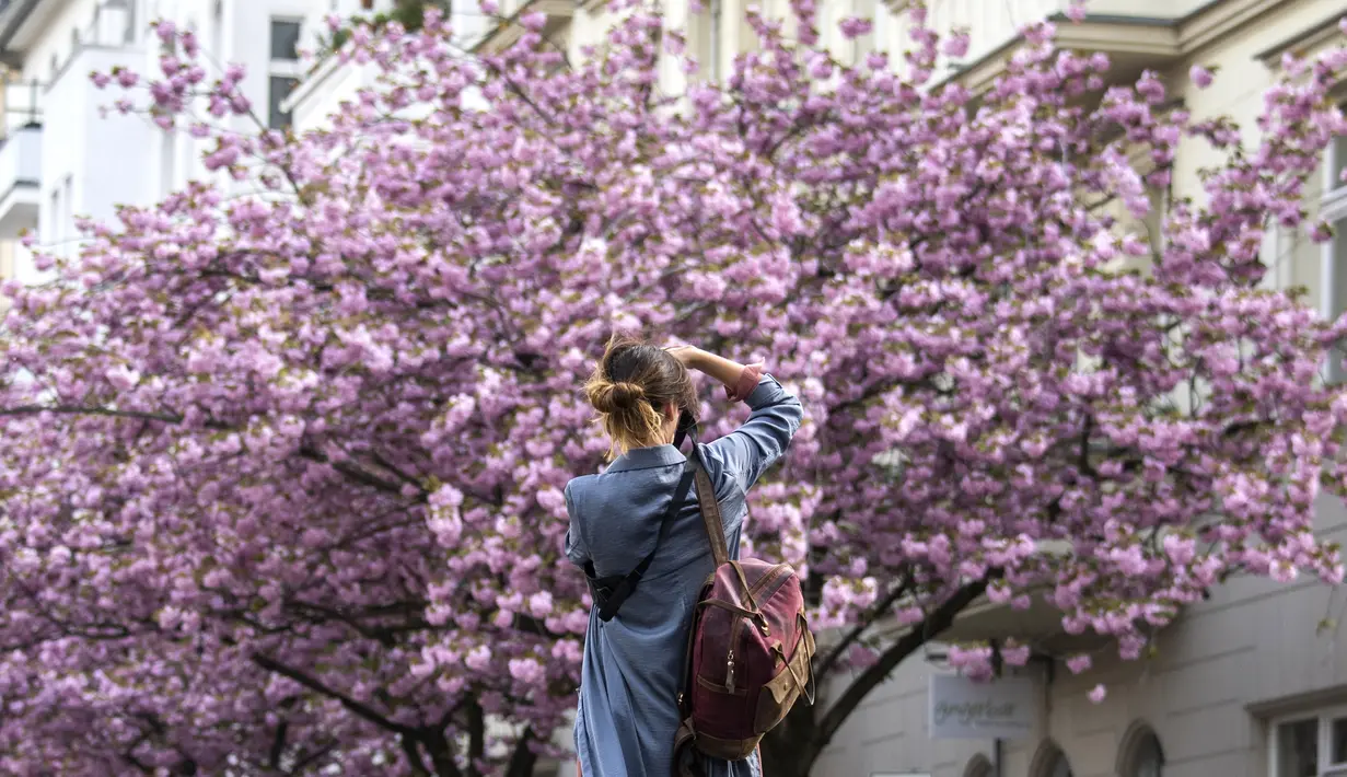 Seorang wanita mengambil gambar bunga sakura bermekaran yang menghiasi sebuah jalan di Berlin tengah, Jerman pada 23 April 2019. Pohon sakura di Jerman memang lazim ditanam di ruang-ruang terbuka hijau, selain sebagai peneduh juga untuk mempercantik kota. (John MACDOUGALL / AFP)