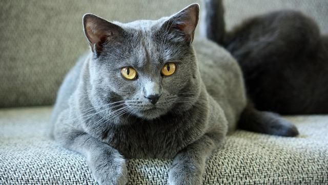 Chartreux