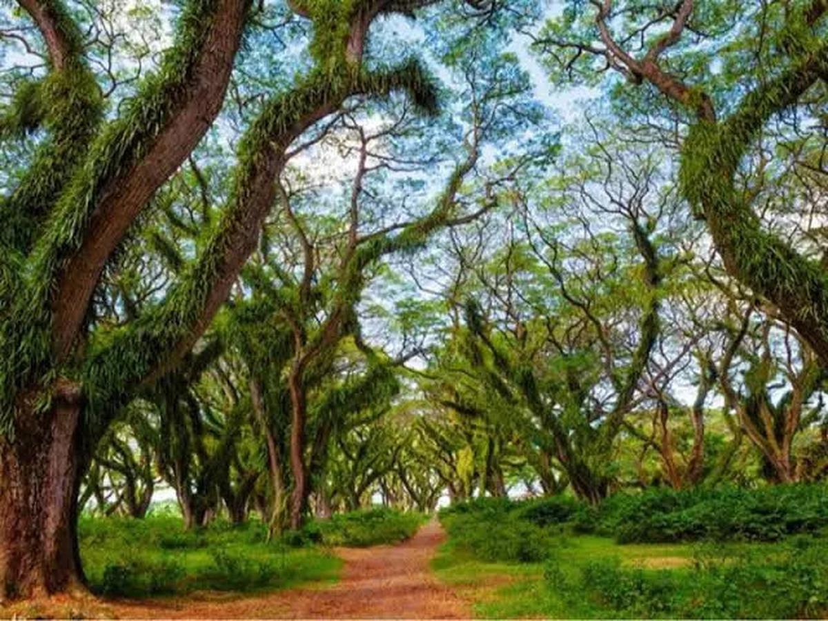 6 Wisata Banyuwangi yang Wajib Dikunjungi, Bikin Liburan Jadi Berkesan