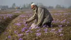Seorang pria tersenyum saat memetik bunga saffron di Pampore, selatan Srinagar, Kashmir yang dikuasai India, Minggu (31/10/2021). Sejumlah besar bunga ini digunakan untuk menghasilkan saffron, ramuan aromatik yang merupakan salah satu rempah-rempah paling mahal di dunia. (AP Photo/Mukhtar Khan)