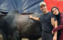 Penampakan Sapi Kurban 1,2 Ton Sonny Septian dari Raffi Ahmad, Bernama Kahfi - Diantar Langsung sama Irfan Hakim