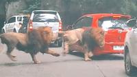 Video viral singa seruduk mobil diduga terjadi di Taman Safari Prigen, Pasuruan, Jawa Timur. (dok. tangkapan layar video TikTok @youkopi107/https://www.tiktok.com/@youkopi107/video/7198577433799413018)