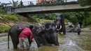 Pawang memandikan gajah Sumatera di sungai di Koridor Satwa Trumon, Kawasan Ekosistem Leuser, Aceh Selatan pada 15 April 2019. Ekosistem Leuser ini merupakan rumah bagi 105 spesies mamalia, 382 spesies burung, dan setidaknya 95 spesies reptil dan amfibi. (CHAIDEER MAHYUDDIN / AFP)
