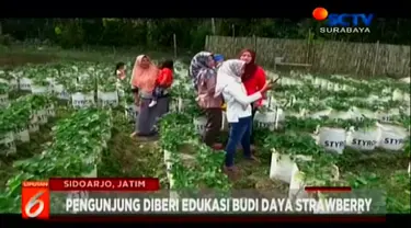 Agrowisata petik buah strawberry ini, terletak di Desa Sumbermujur, Kecamatan Candipuro atau sekitar 15 km dari pusat Kota Lumajang