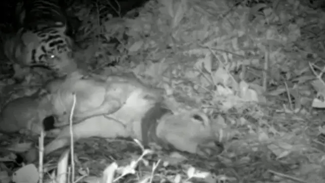 Harimau