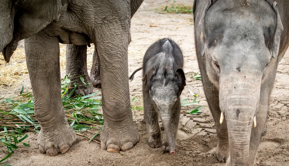 Bayi gajah, Mun saat pertama kali berjalan-jalan di dalam kandangnya di Kebun Binatang Kopenhagen, Rabu (7/10/2020). Bayi dari induk gajah Asia berusia 22 tahun tersebut lahir pada 1 Oktober 2020 lalu. (Photo by Mads Claus Rasmussen / Ritzau Scanpix / AFP)