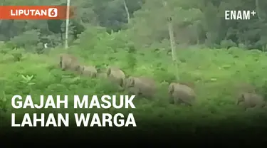 Puluhan Gajah Liar Masuk dan Rusak Rumah Warga di Aceh Utara