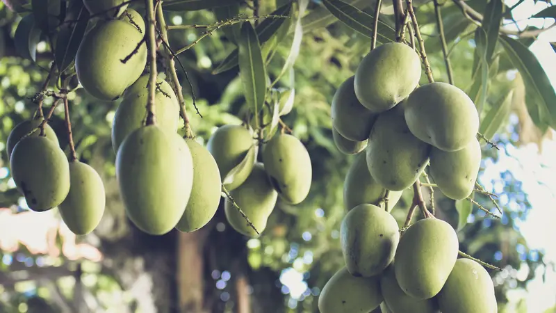 5 Manfaat Mangga Muda Bagi Kesehatan, Bantu Mencegah Asam Lambung