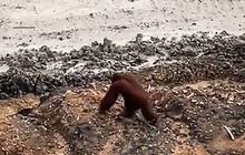 FOTO: Menyedihkan! Orangutan Ini Kebingungan di Area Tambang Batubara Kalimantan, Berhadapan dengan Ekskavator
