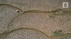 Foto udara kondisi sawah yang kekeringan di Desa Ridogalih, Cibarusah, Kabupaten Bekasi, Jawa Barat, Rabu (1/11/2023). (Liputan6.com/Herman Zakharia)