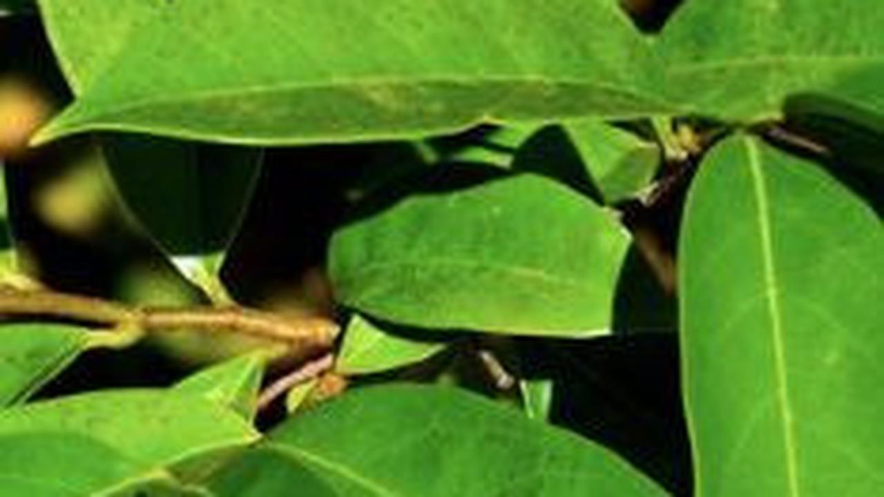 Manfaat Daun Sirsak Lainnya<br>
