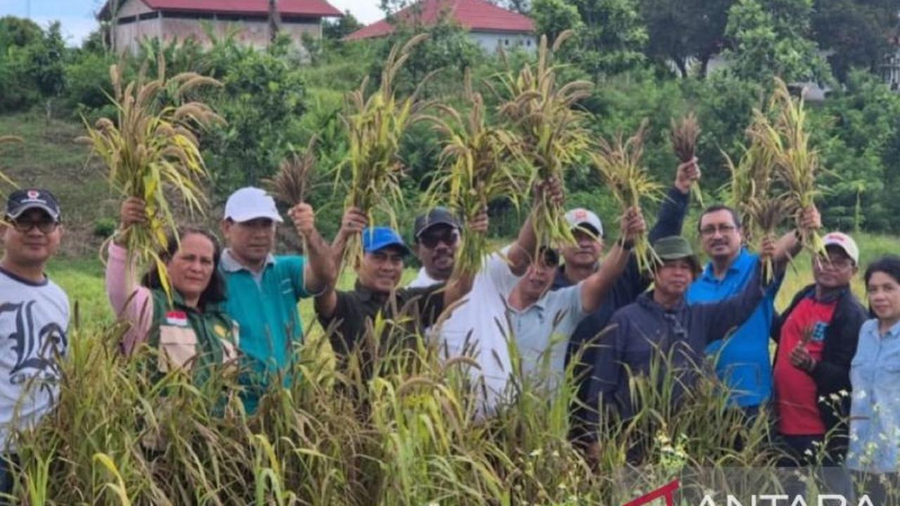 Distan Maluku Gencarkan Pengembangan Hotong Maluku, Pangan Alternatif Bernutrisi Tinggi