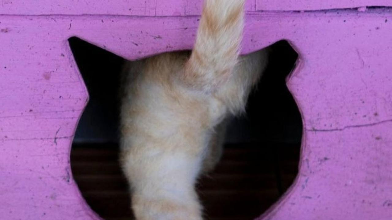 Kucing-kucing ini diyakini sebagai keturunan kucing era kolonial yang dibawa oleh Walikota San Juan pada era pertengahan abad ke-20 untuk membunuh tikus.&nbsp;Foto: RICARDO ARDUENGO / AFP