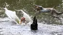 Monyet melompat ke sebuah kolam selama hari musim panas di Allahabad, di Uttar Pradesh, India, Rabu (26/5/2020). Pada Senin (24/5), panas terik mencengkeram Uttar Pradesh dan Allahabad adalah tempat terpanas di negara bagian itu dengan suhu 46,3 derajat Celcius. (SANJAY KANOJIA/AFP)