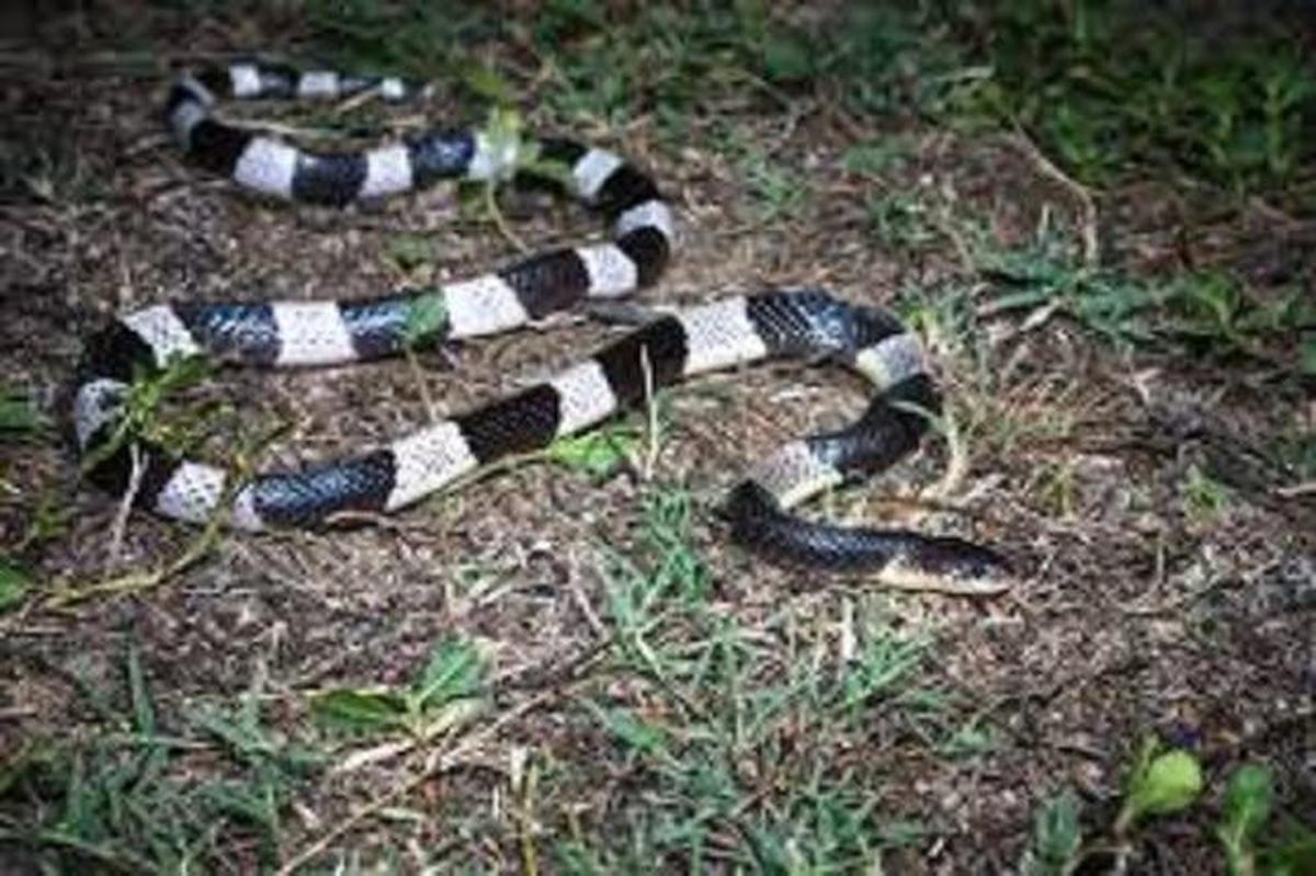 Ular Weling (Bungarus candidus)