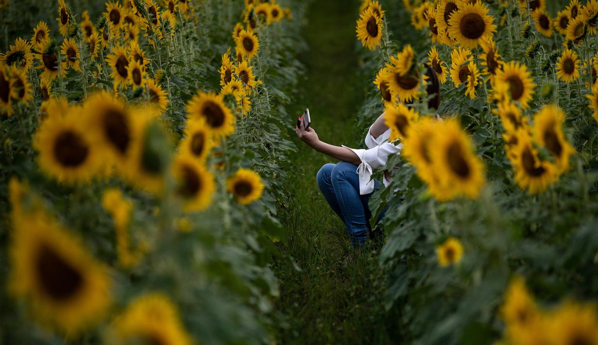 Seorang wanita berswafoto dengan bunga matahari di ladang bunga Nokesville, Virginia pada Kamis (22/8/2019). Disana, bunga matahari dengan kembang berwarna kuningnya nan cantik terhampar di ladang luas. (Photo by Brendan Smialowski / AFP)