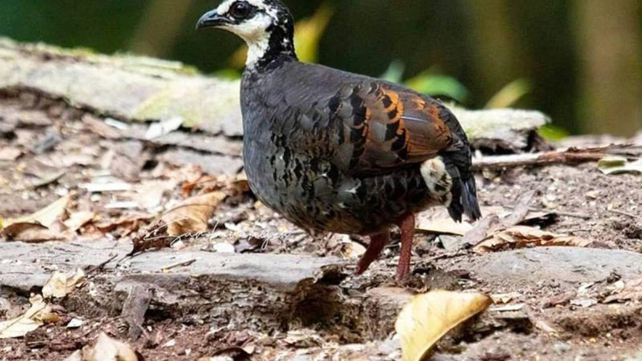 Puyuh Gonggong Biasa, Fauna Khas Pandalungan yang Terancam Punah