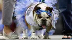 Bulldog bernama Stella berjalan diatas panggung dengan mengenakan kostum saat mengikuti kontes Drake Relays Beautiful Bulldog ke-38 di Des Moines, Iowa (23/4). Ajang ini adalah tradisi Drake Relays yang digelar setiap tahun.(AP Photo / Charlie Neibergall)