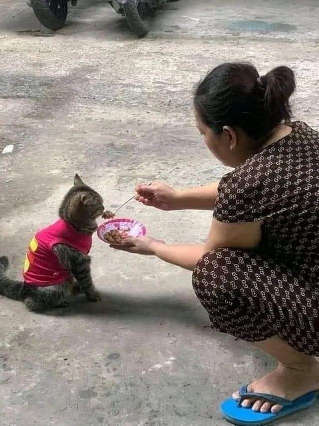 6 Kelakuan Emak-Emak Pelihara Kucing Bak Anak Sendiri Ini Kocak