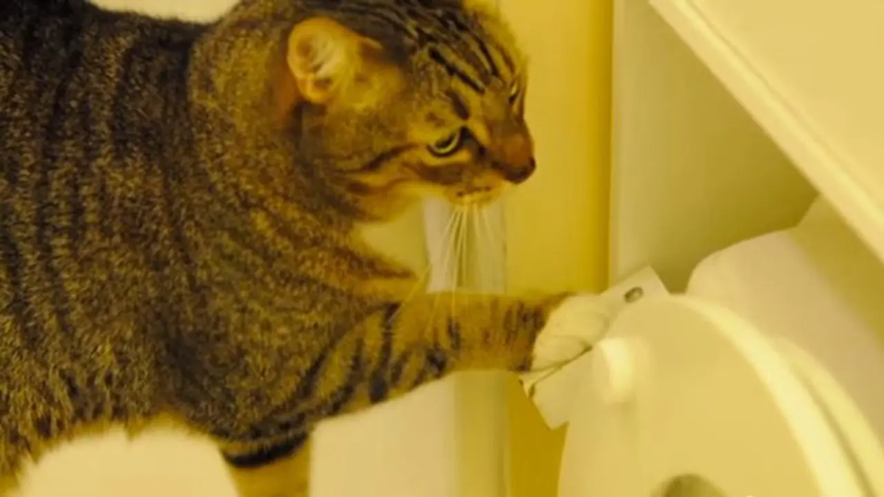 Tora Chan si kucing pintar