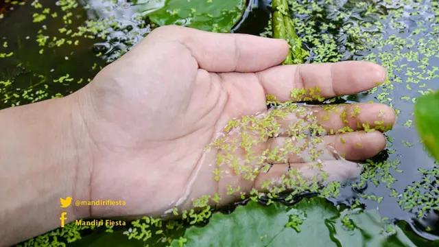 ilustrasi rumput bebek