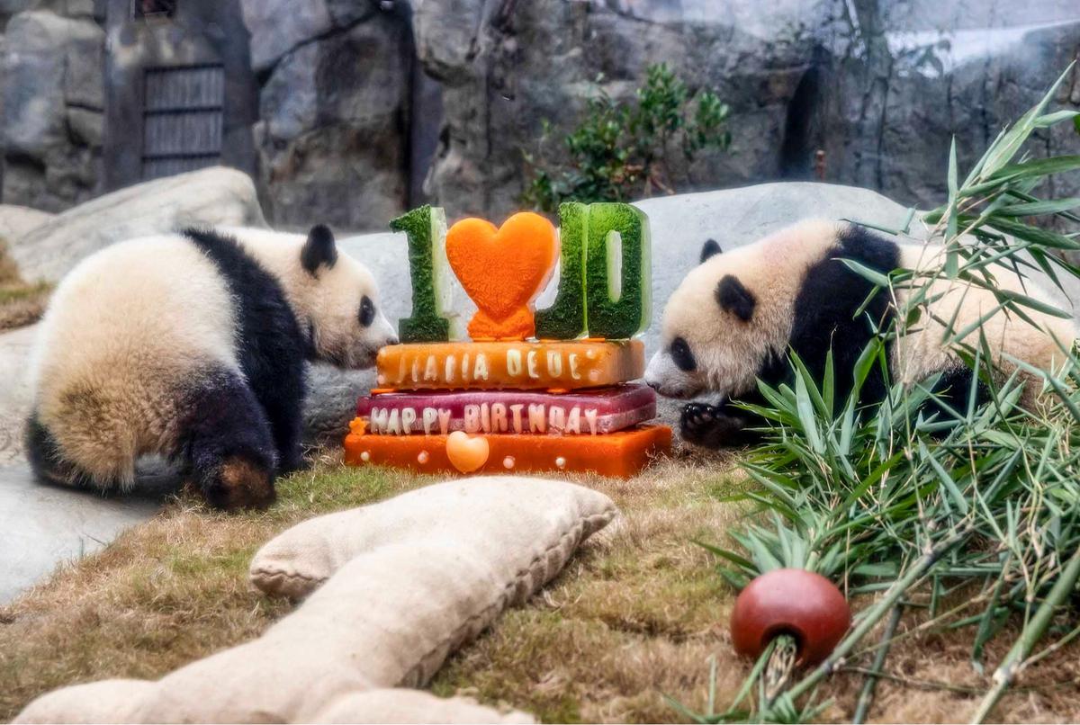 FOTO: Lucunya Panda Kembar De De & Jia Jia Rayakan Ulang Tahun Pertama di Hong Kong