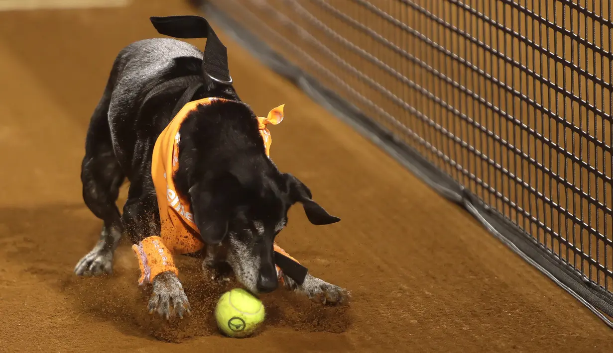 Seekor anjing yang akan diadopsi dari LSM Anonymous Paws melakukan pengambilan bola saat turnamen tenis Rio Open di Rio de Janeiro, Brasil, 15 Februari 2022. (AP Photo/Bruna Prado)