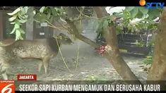 Banyak warga yang berusaha untuk menangkap sapi tersebut, namun sapi yangdalam kondisi mengamuk langsung menyerang warga yang berada di depannya.