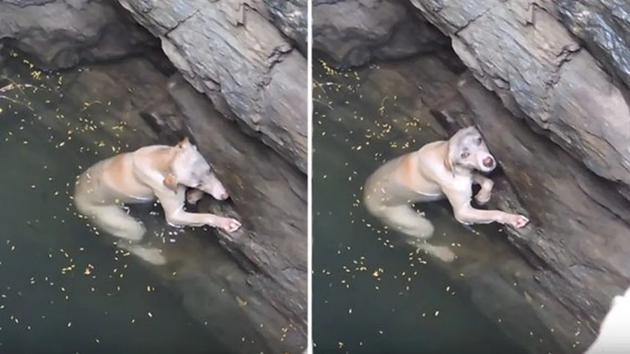 Anjing Putus Asa Ini Akhirnya Berhasil Selamat Dari Maut
