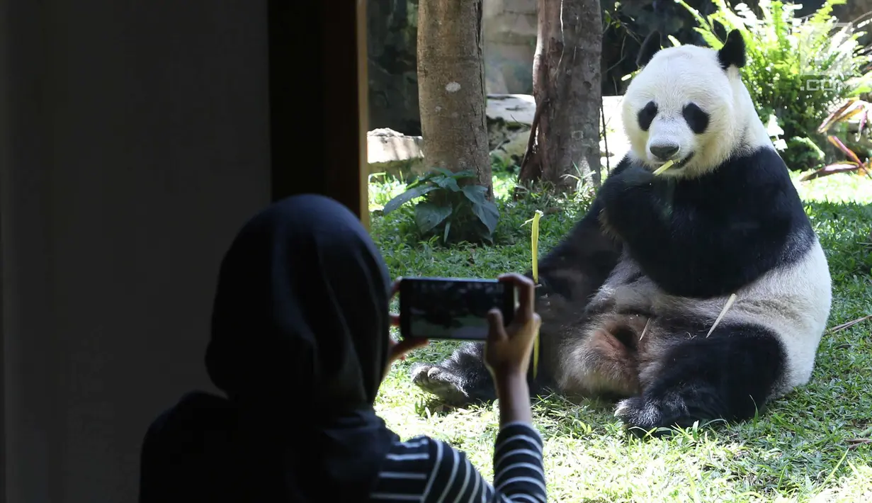 Seorang jurnalis mengambil foto panda wanita asal China bernama Hu Chun di kebun binatang Taman Safari Indonesia di Bogor, Jawa Barat, (1/11). Dua panda Cai Tao dan Hu Chun tiba di Indonesia pada bulan September lalu. (AP Photo / Achmad Ibrahim)