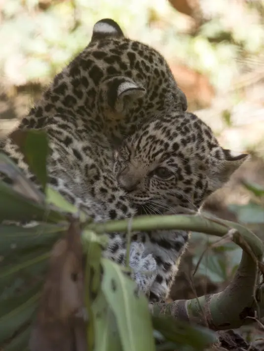 Dua bayi macan tutul bermain bersama di Kebun Binatang Quito di Guaylabamba, Ekuador, Minggu (8/11/2015).  Dua bayi macan tutul lahir pada bulan september lalu di Kebun Binatang Quito. (REUTERS/Guillermo Granja)