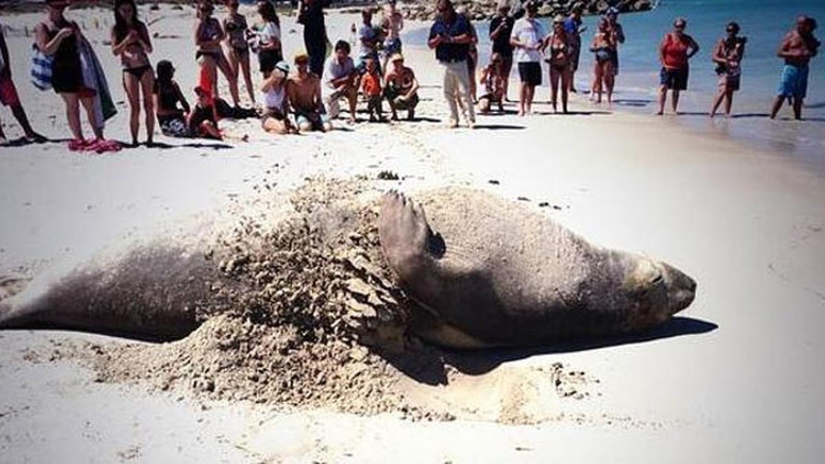 Para pengguna laut dikejutkan oleh insiden yang menakutkan di lepas pantai Amerika Serikat kemarin ketika sebuah paus pemecah permukaan (breaching whale) menghantam sebuahboat dan menjatuhkan dua orang ke laut.