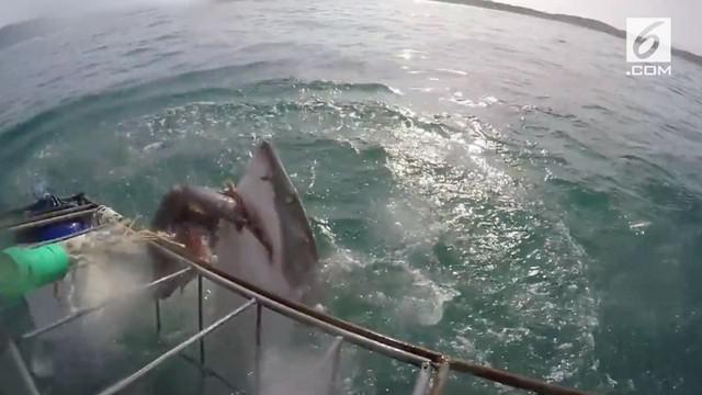 Rekaman tersebut memperlihatkan betapa ganasnya hiu putih saat menyerang mangsa.