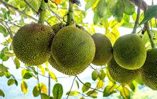 Manfaat Buah Sukun untuk Kesehatan, Bisa Turunkan Kolesterol dan Cegah Diabetes