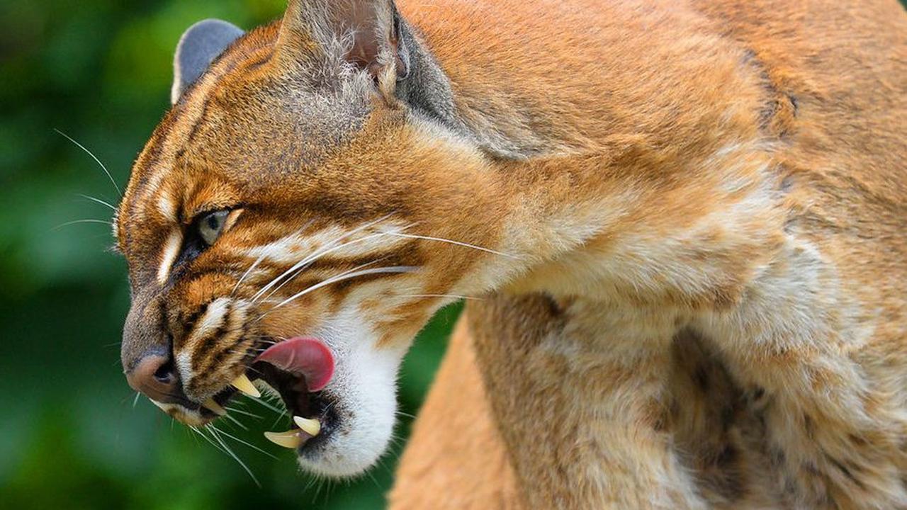 Kucing Merah kini populasinya semakin menurun dan jarang ditemui dibandingkan dengan spesies kucing lainnya. Habitat kucing ini tersebar di wilayah Pulau Kalimantan, oleh sebab itu kucing ini juga dikenal sebagai borneo bay cat.